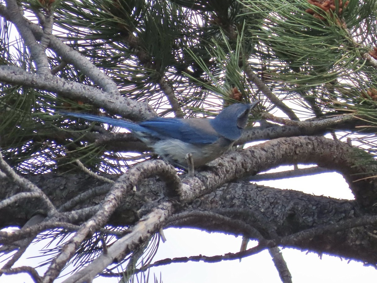 Woodhouse's Scrub-Jay (Woodhouse's) - ML659650841