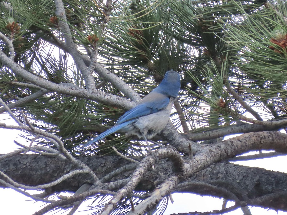 Woodhouse's Scrub-Jay (Woodhouse's) - ML659650842
