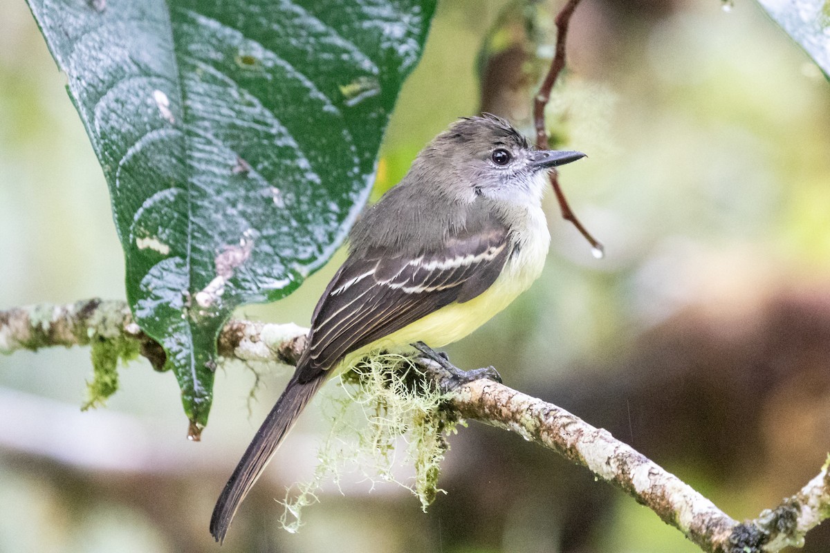 Pale-edged Flycatcher - ML659650926