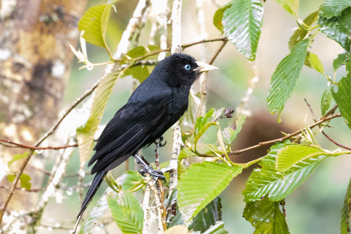 Scarlet-rumped Cacique - ML659650951