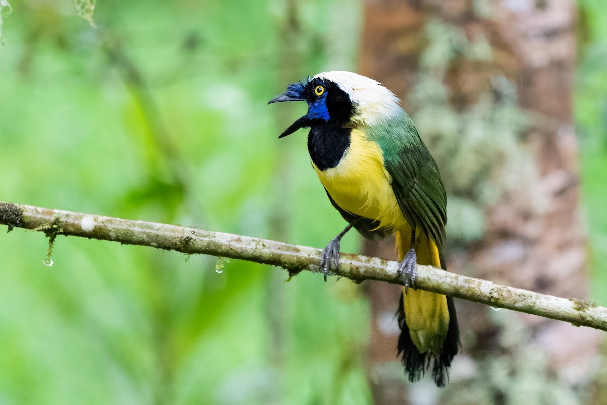 Green Jay (Inca) - ML659650963