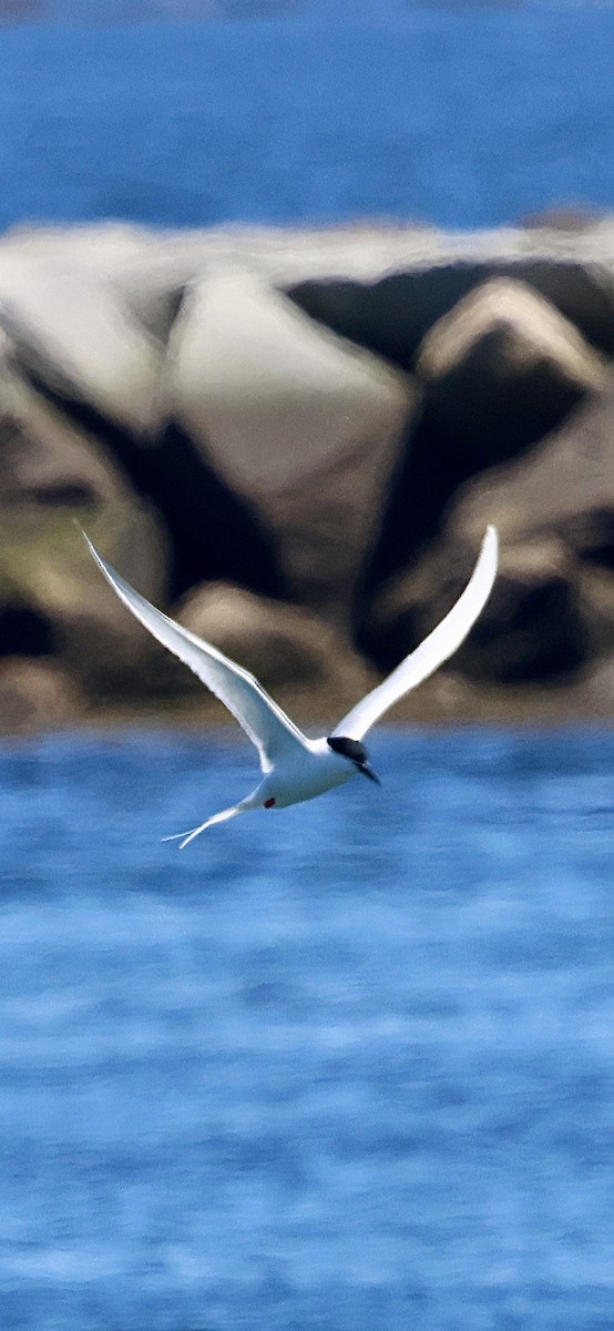 Roseate Tern - ML659651223