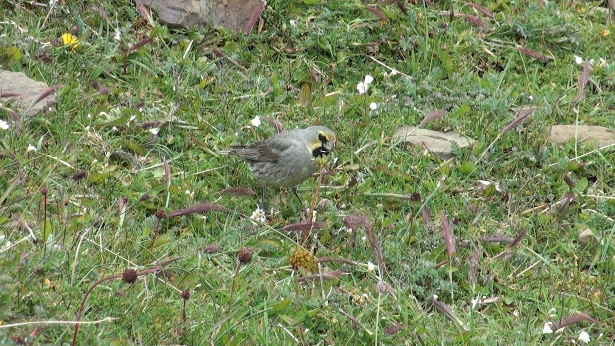 Yellow-bridled Finch - ML659651357