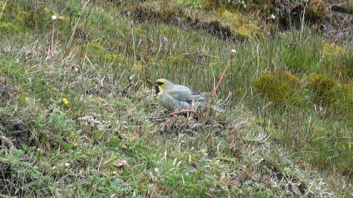 Yellow-bridled Finch - ML659651360