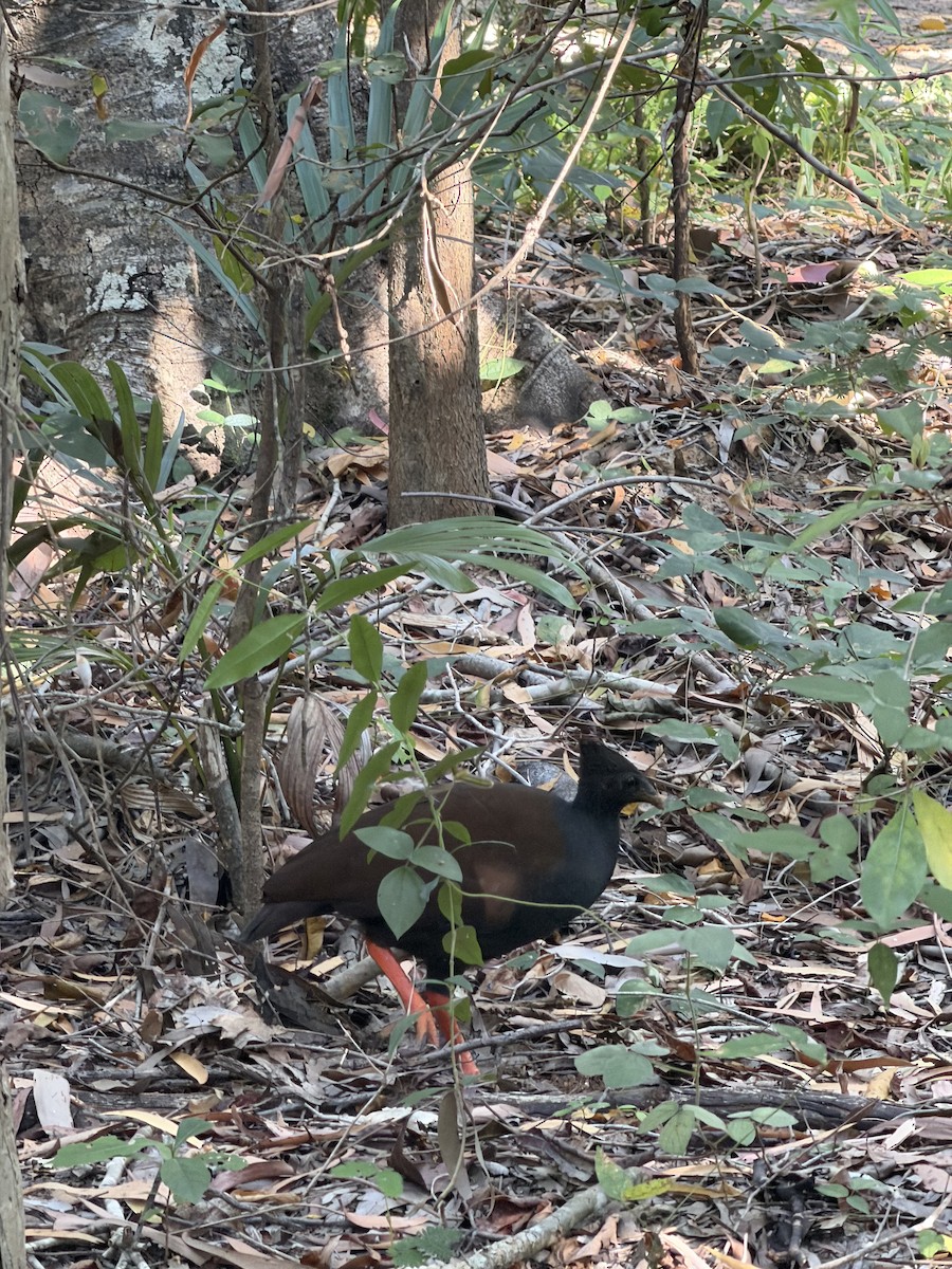 Orange-footed Megapode - ML659651553