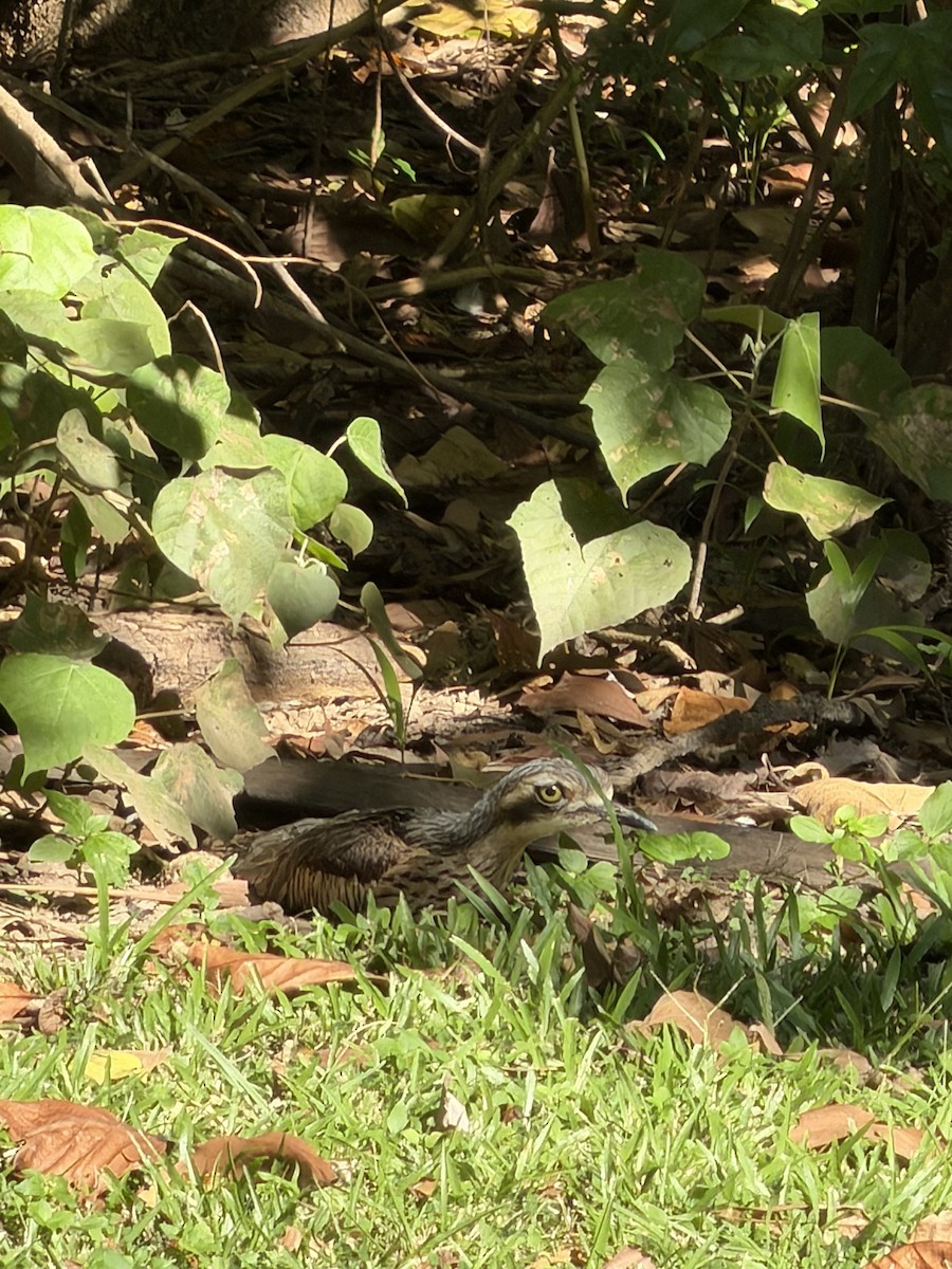 Bush Thick-knee - ML659651581