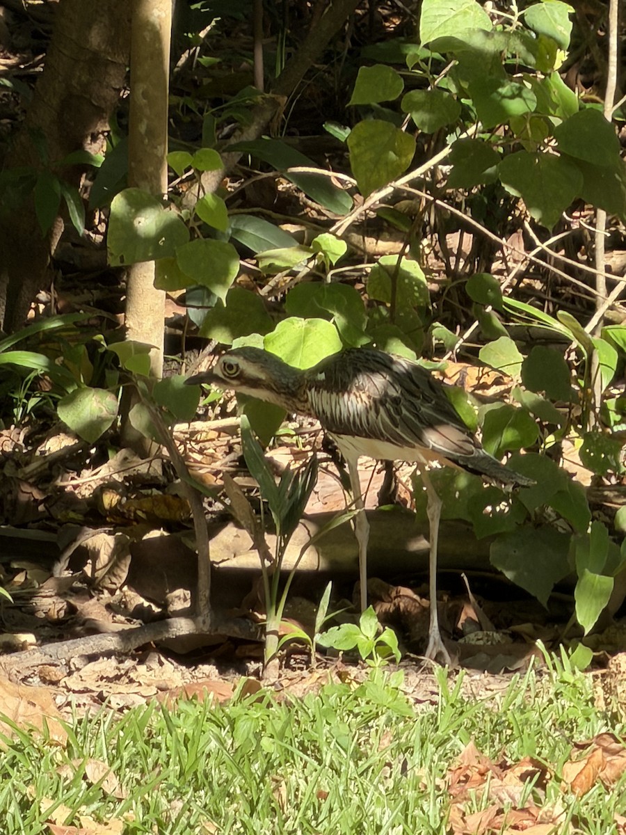 Bush Thick-knee - ML659651582