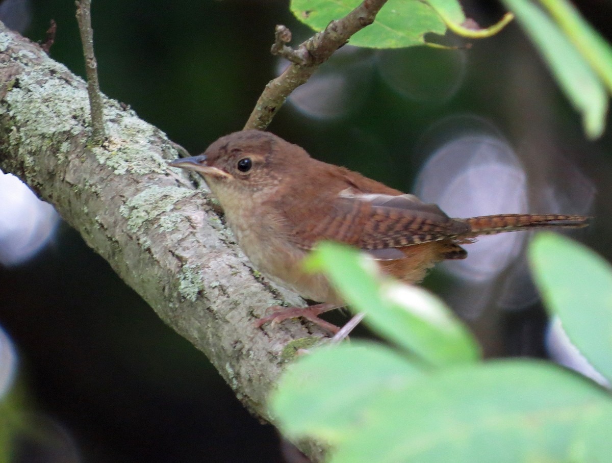 House Wren - ML65965161