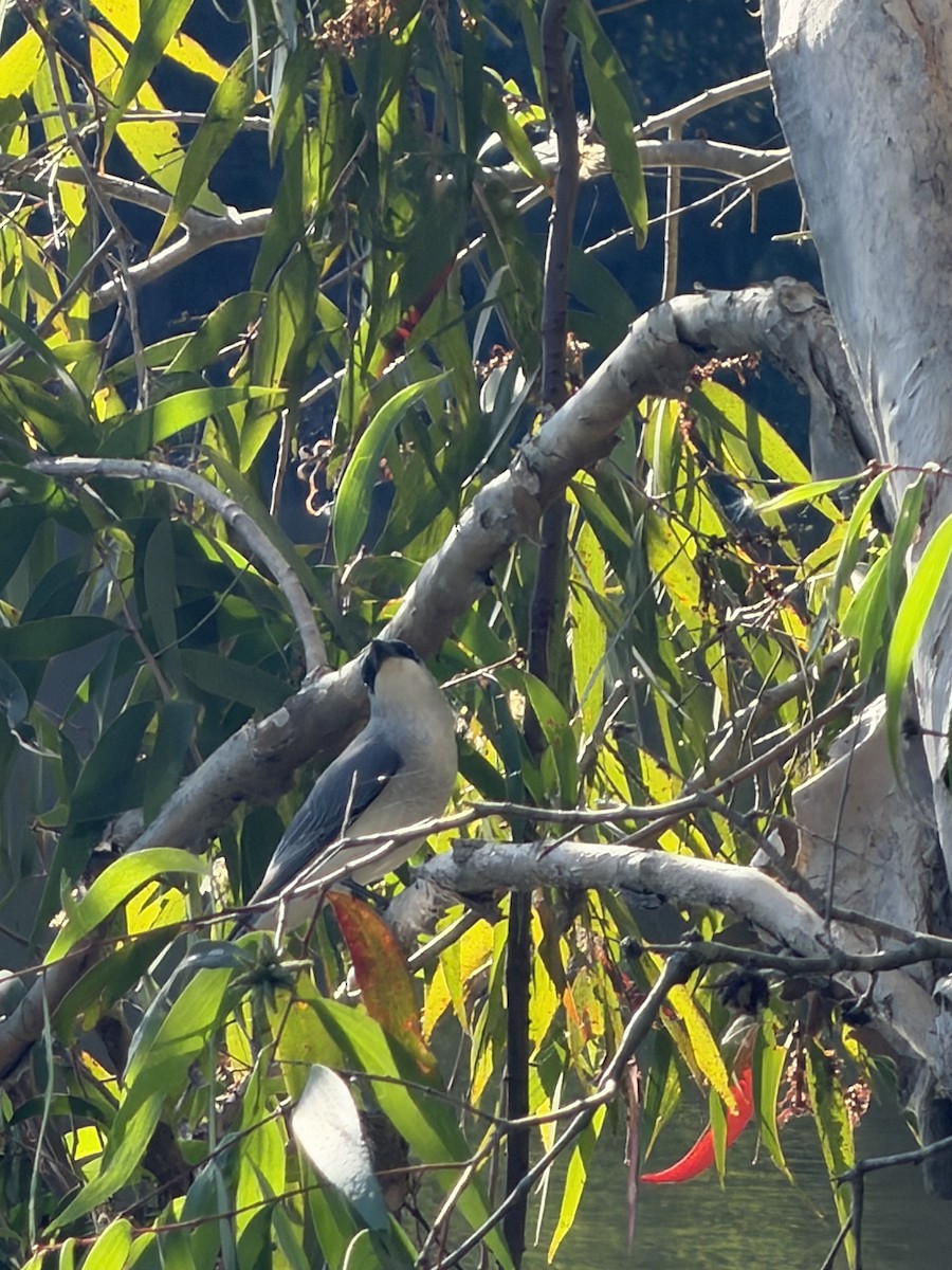 White-bellied Cuckooshrike - ML659651649
