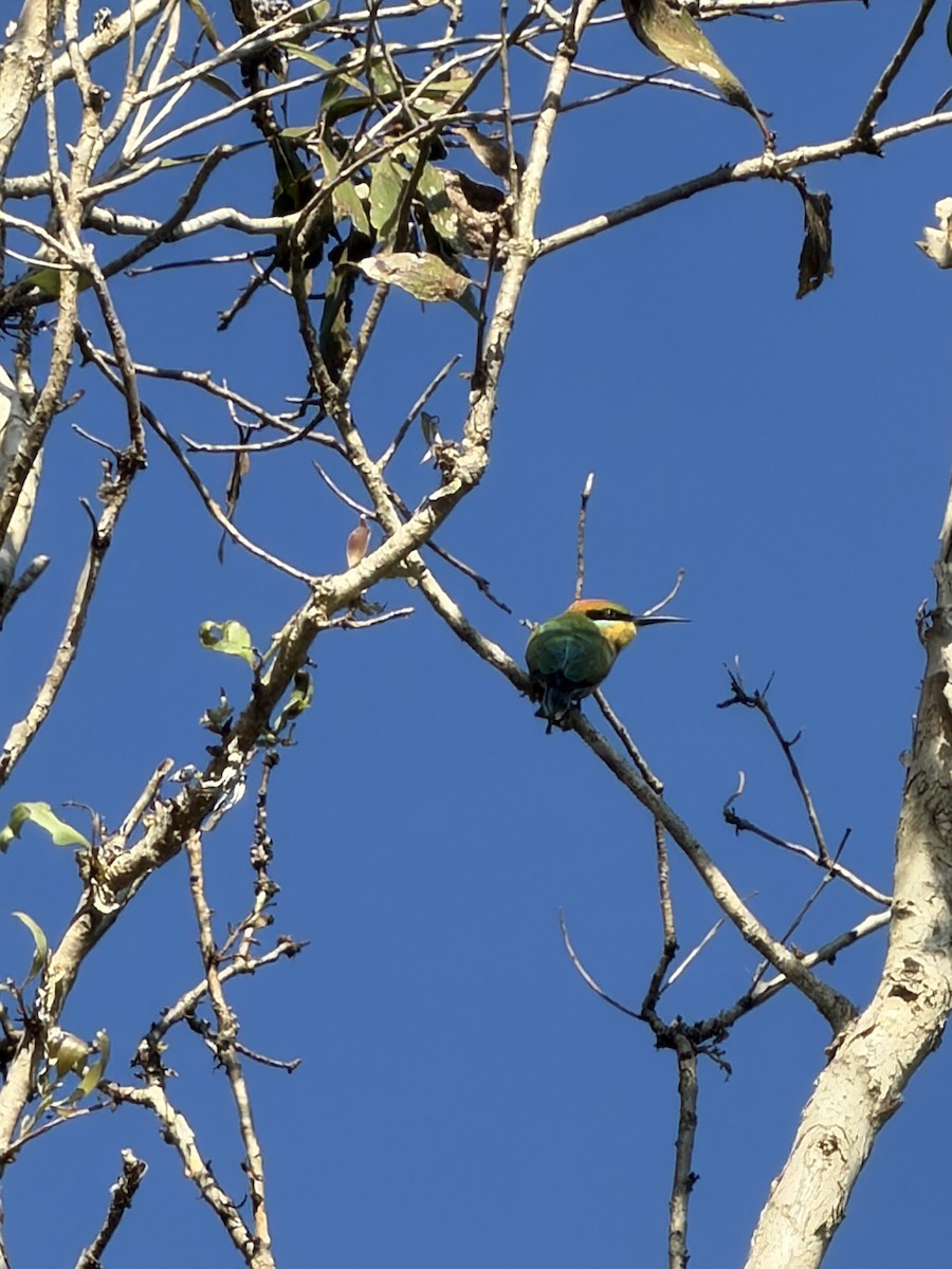 Rainbow Bee-eater - ML659651720