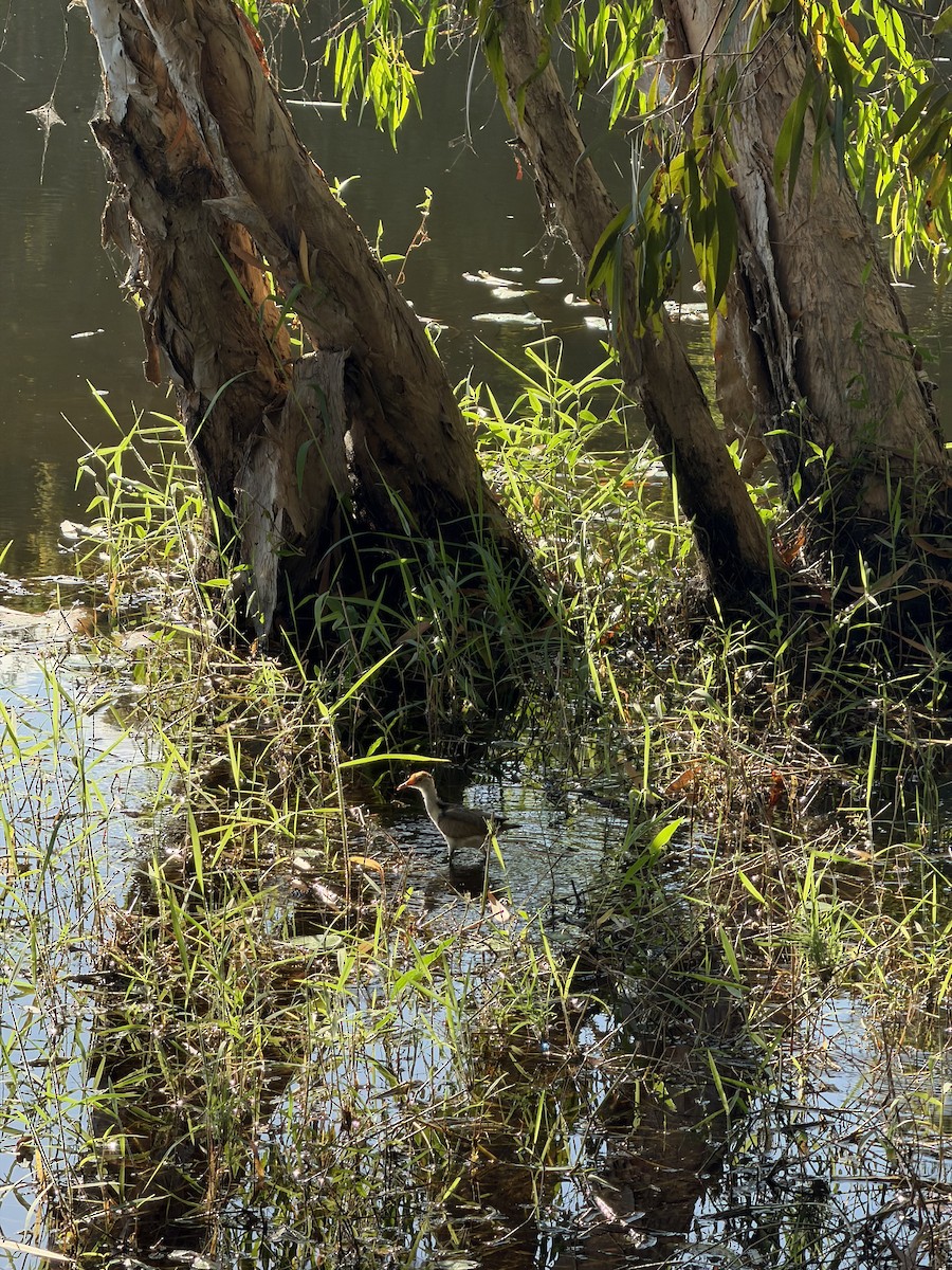 Comb-crested Jacana - ML659651767