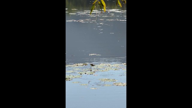 Comb-crested Jacana - ML659651768