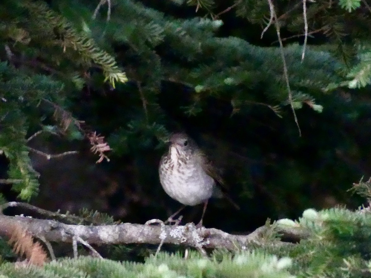 Bicknell's Thrush - ML659651787