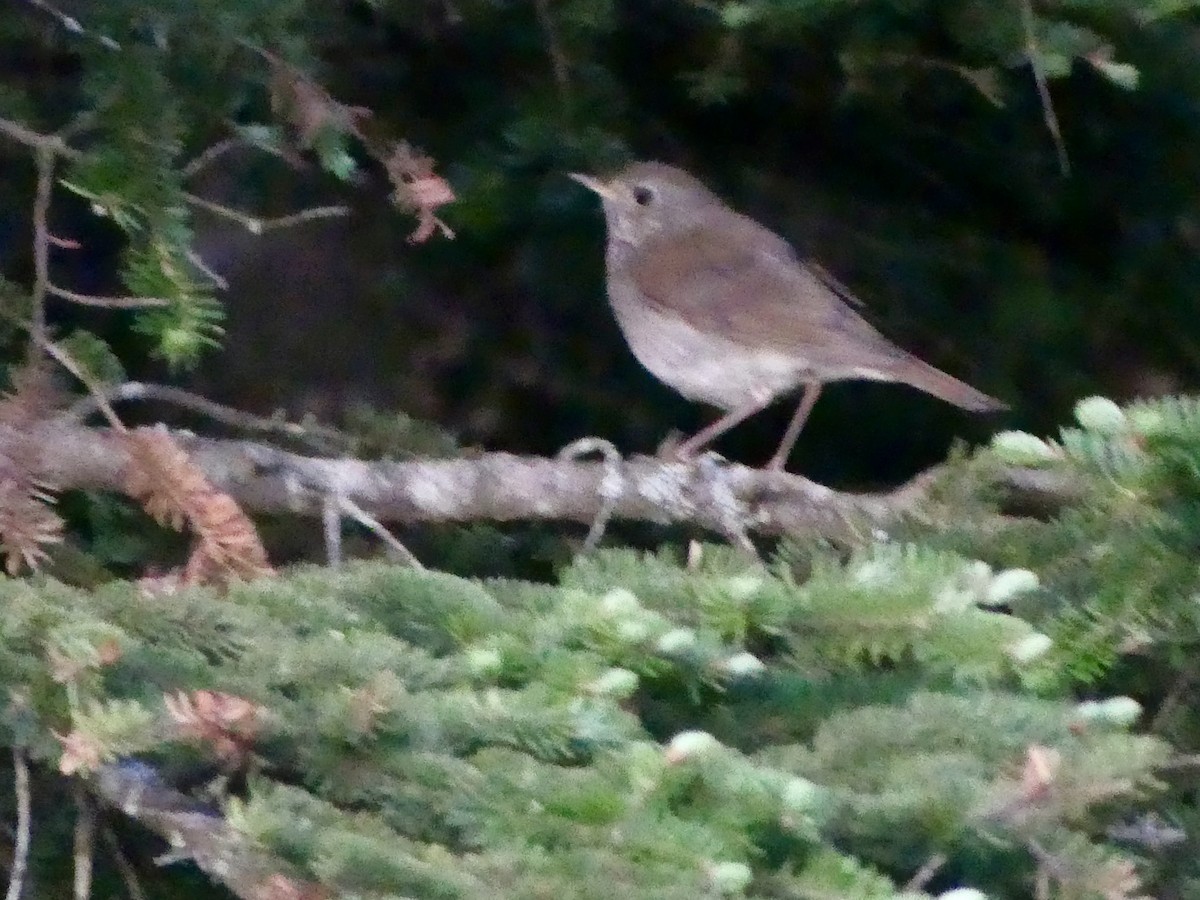 Bicknell's Thrush - ML659651788