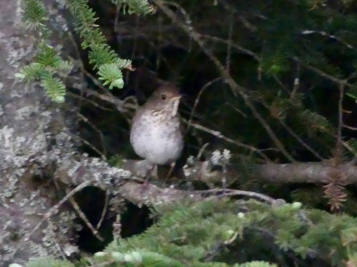 Bicknell's Thrush - ML659651789