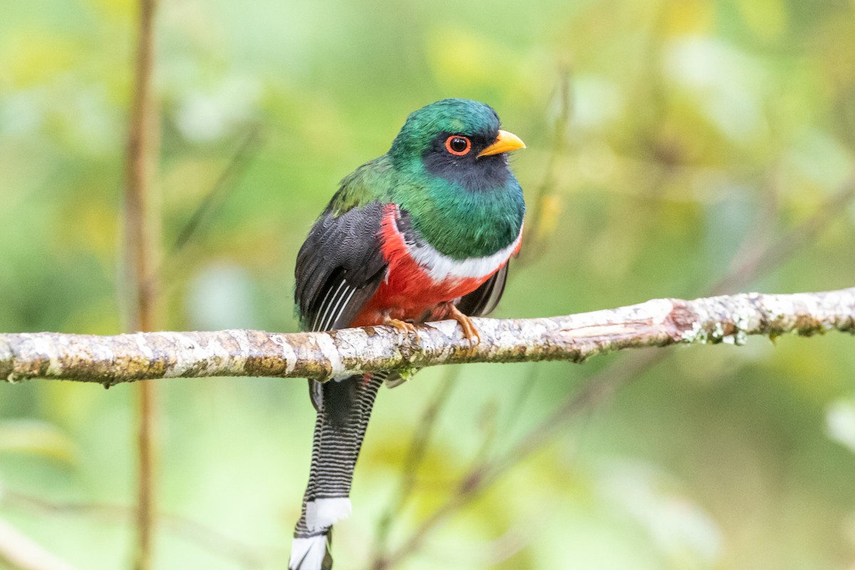 Masked Trogon - ML659651819