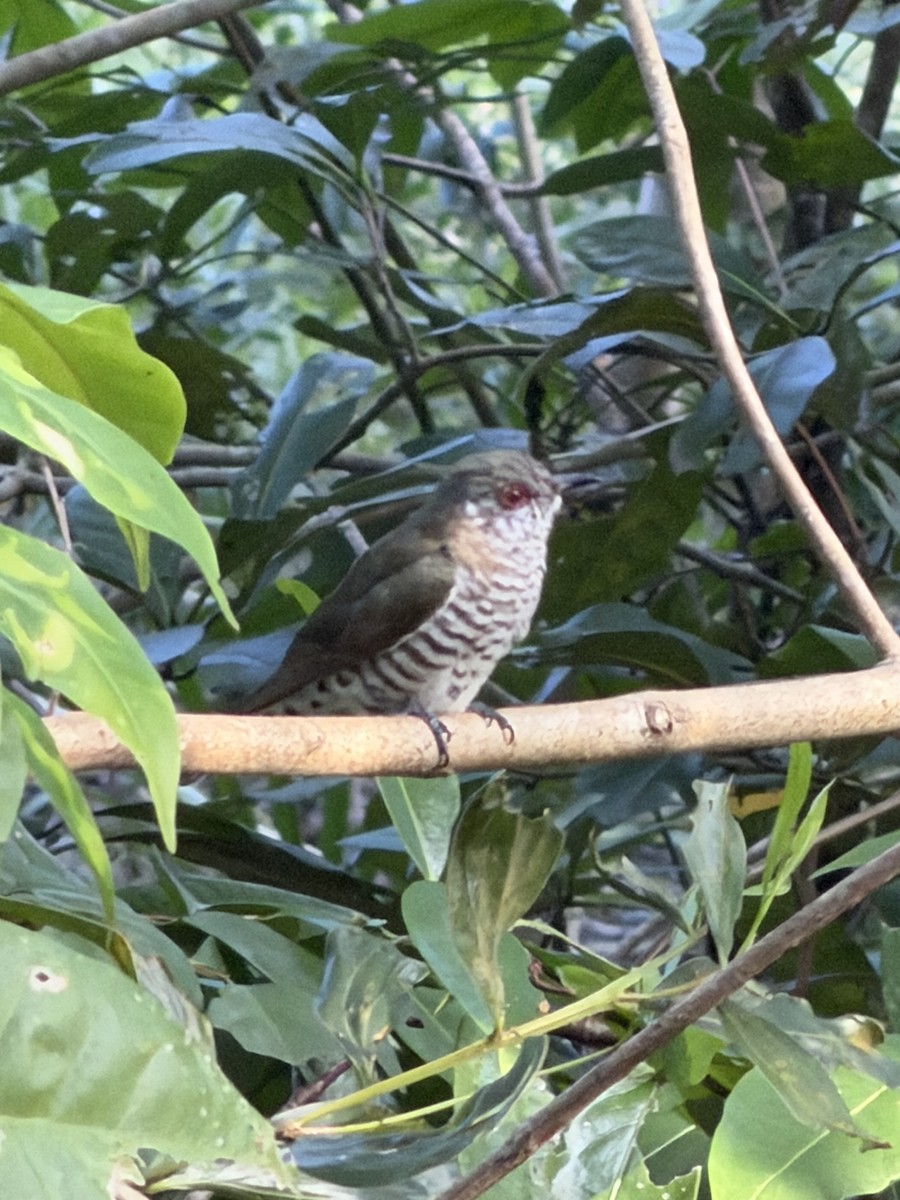 Little Bronze-Cuckoo - ML659651824