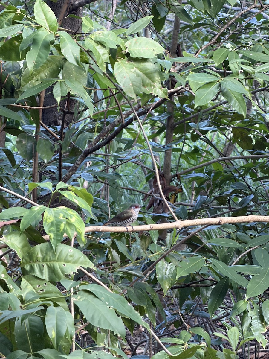 Little Bronze-Cuckoo - ML659651827