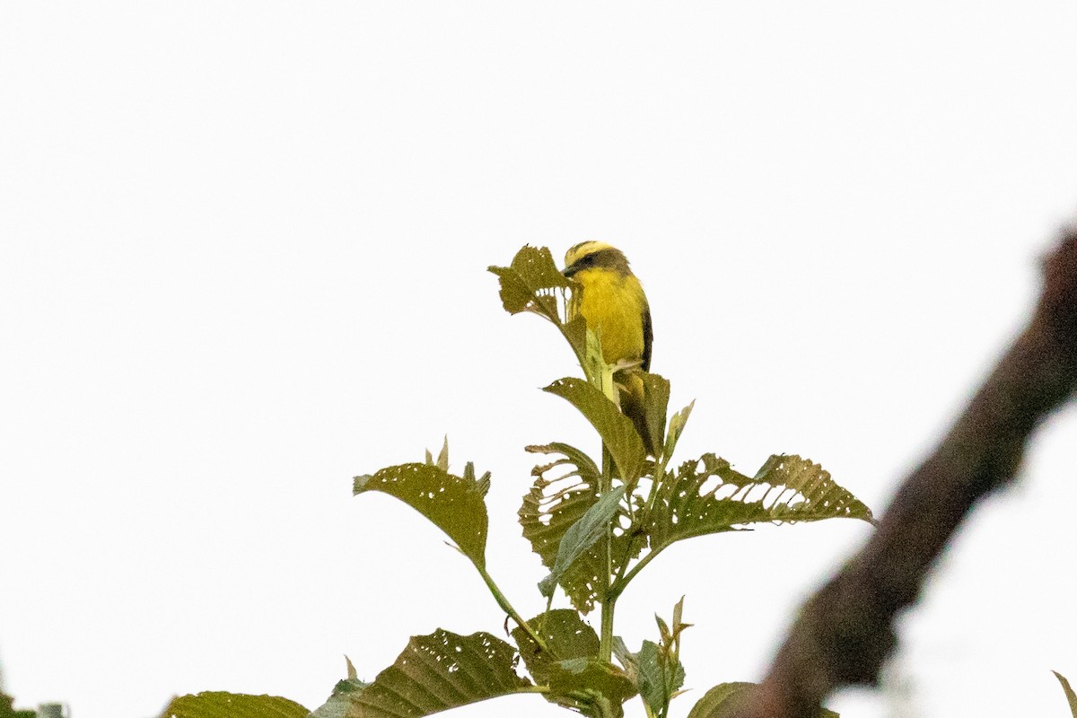 Lemon-browed Flycatcher - ML659651845