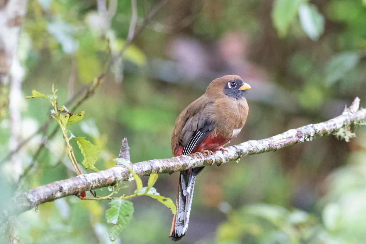 Masked Trogon - ML659651853