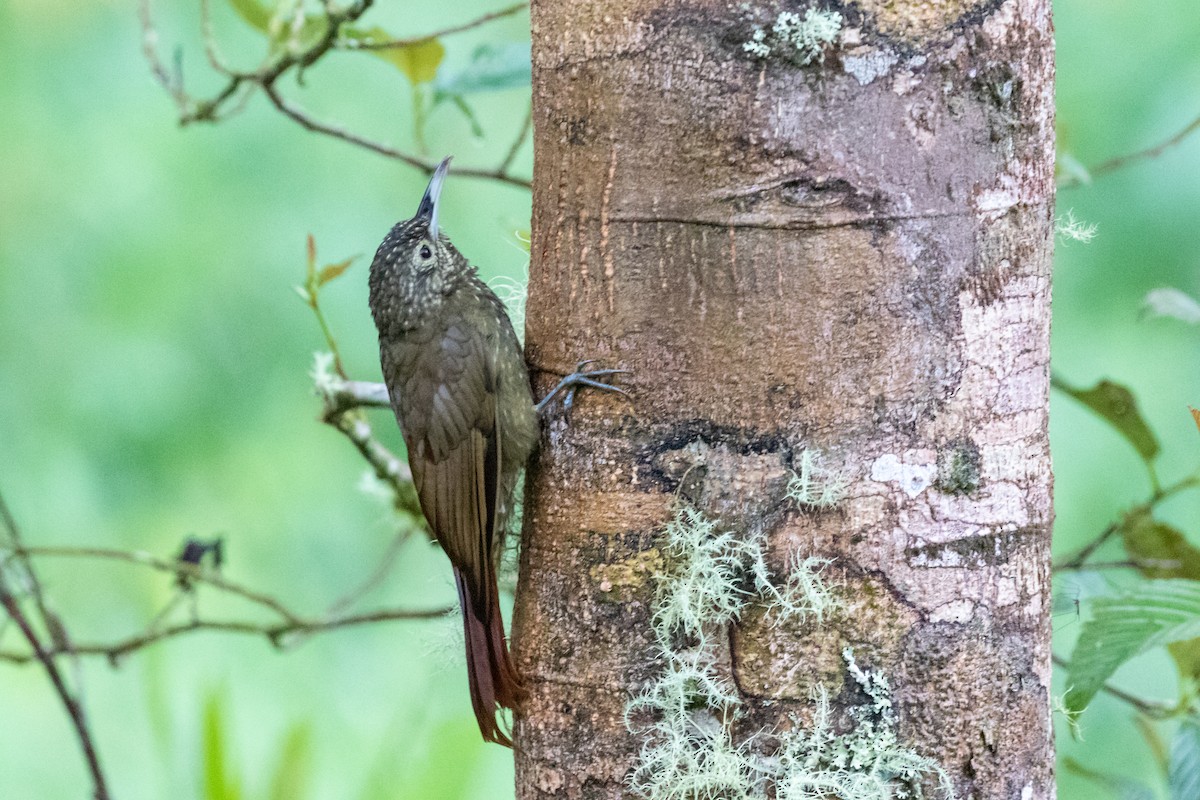 Olive-backed Woodcreeper - ML659651863