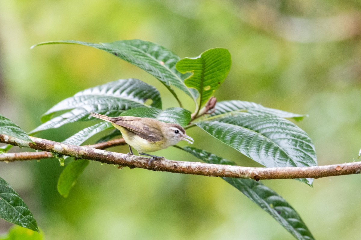 Brown-capped Vireo - ML659651884