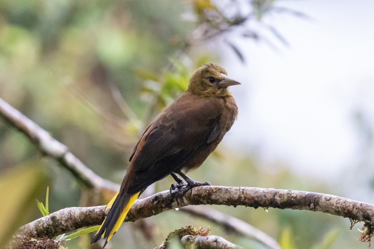 Russet-backed Oropendola - ML659651895