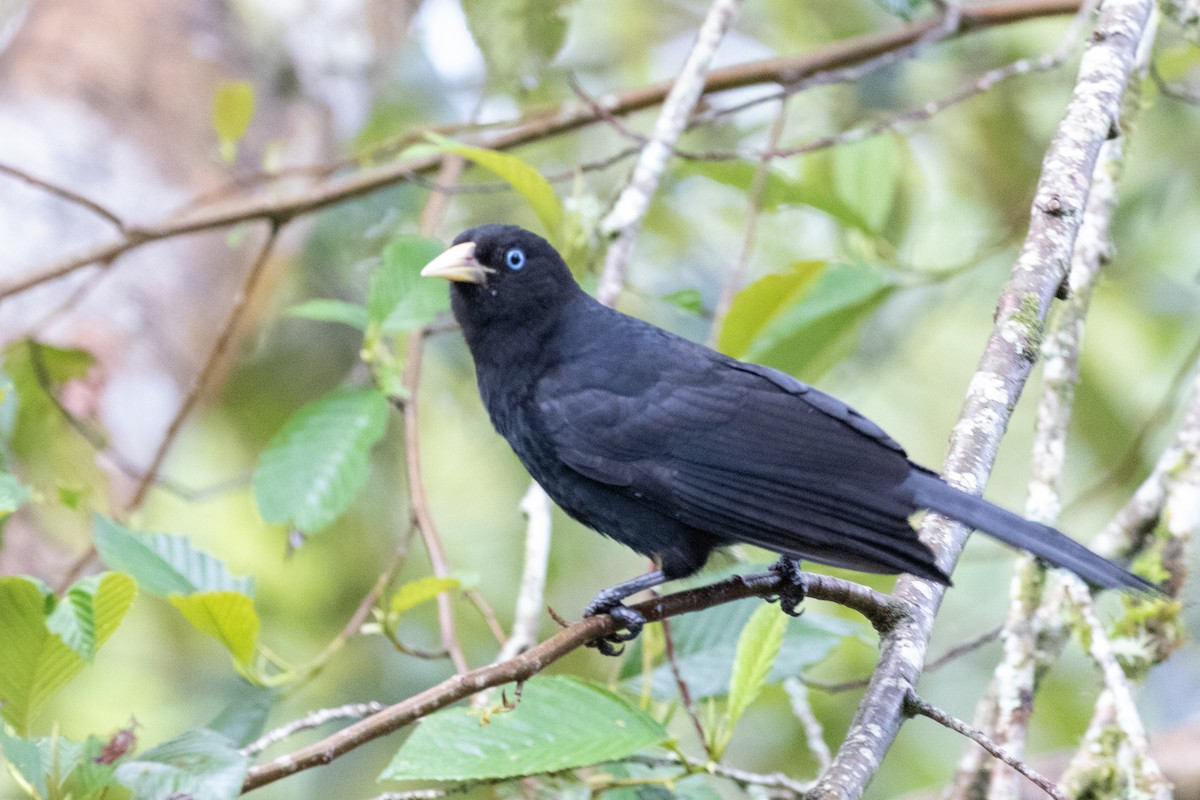 Scarlet-rumped Cacique - ML659651907