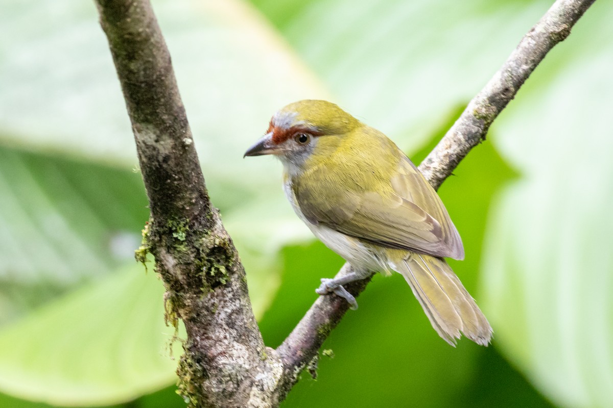 Black-billed Peppershrike - ML659651965