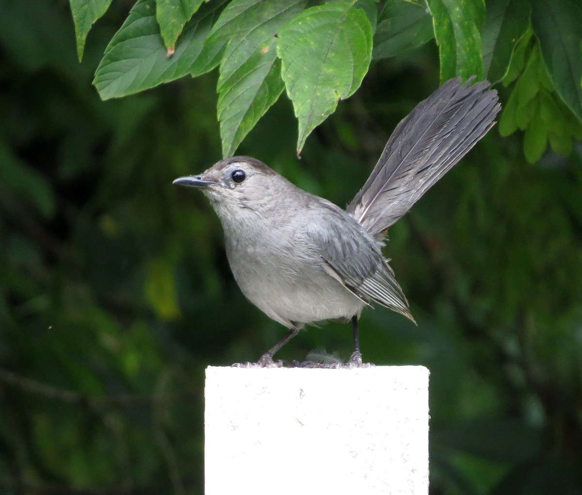 Gray Catbird - ML65965201