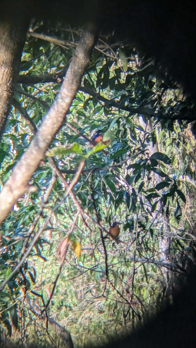 Azure Kingfisher - ML659652054