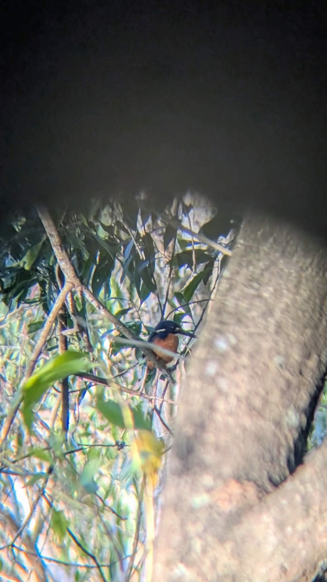 Azure Kingfisher - ML659652055