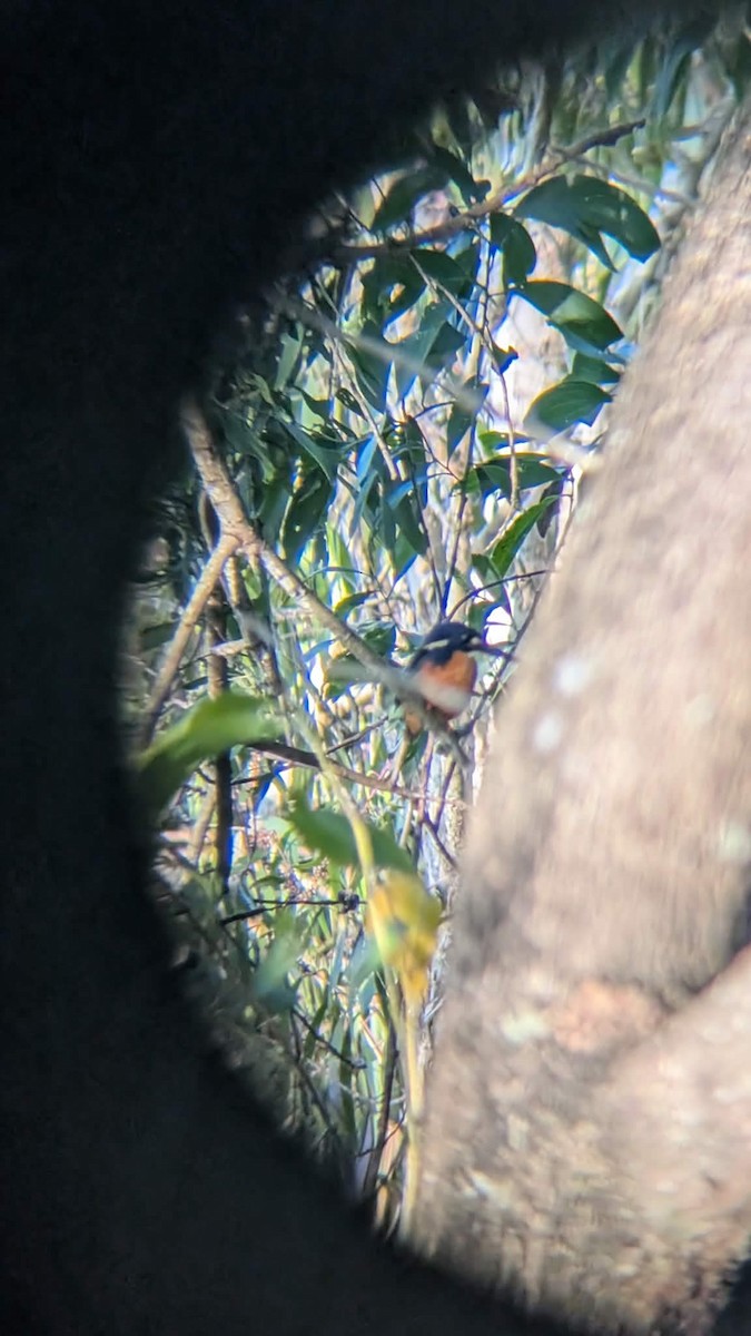 Azure Kingfisher - ML659652056