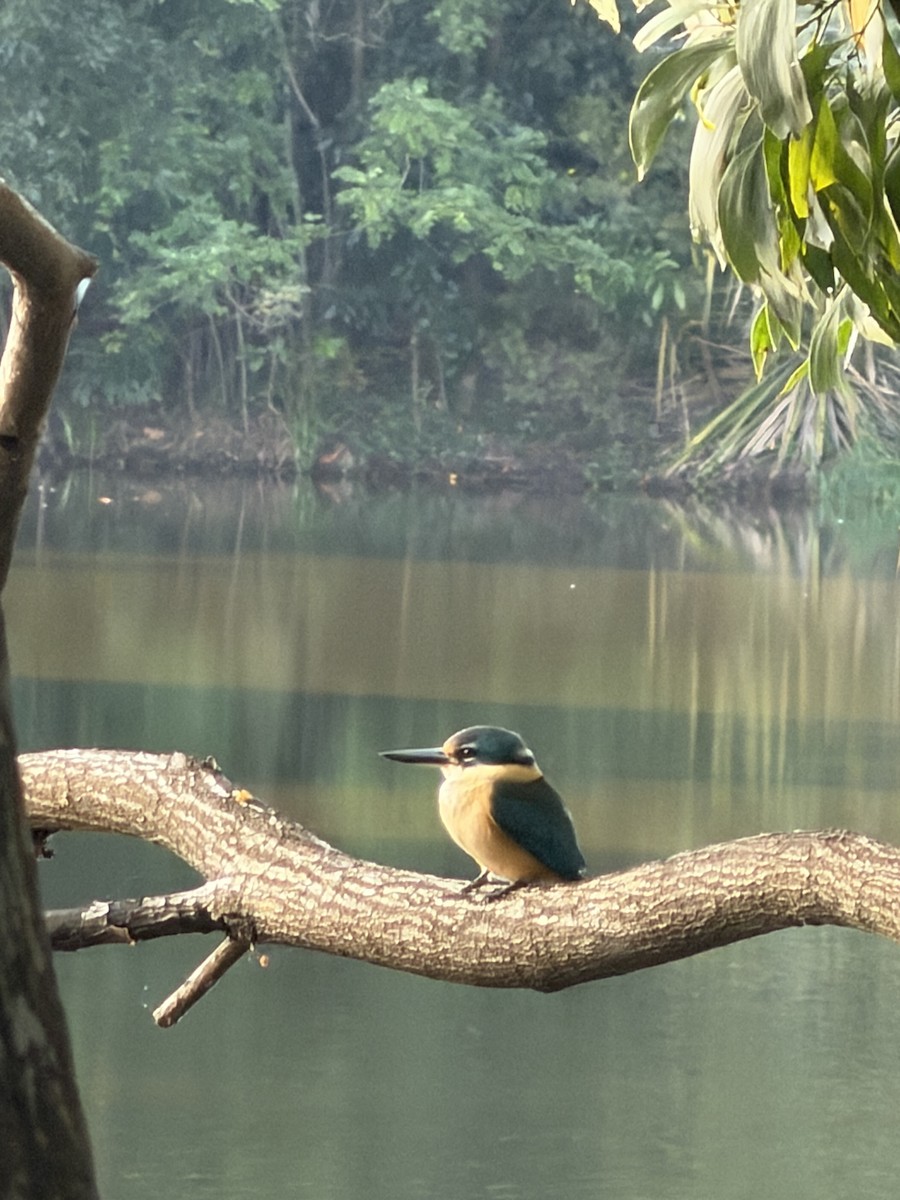 Sacred Kingfisher - ML659652057