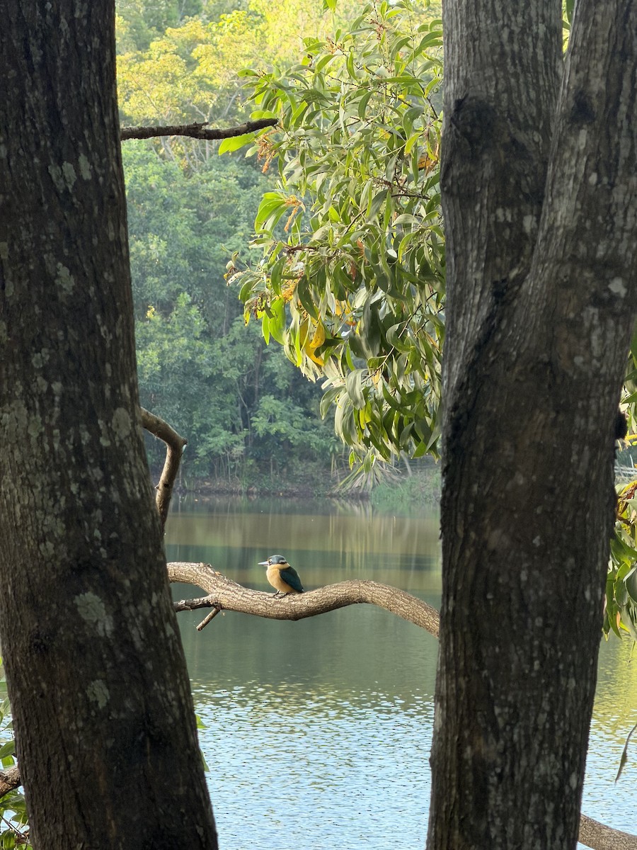 Sacred Kingfisher - ML659652058