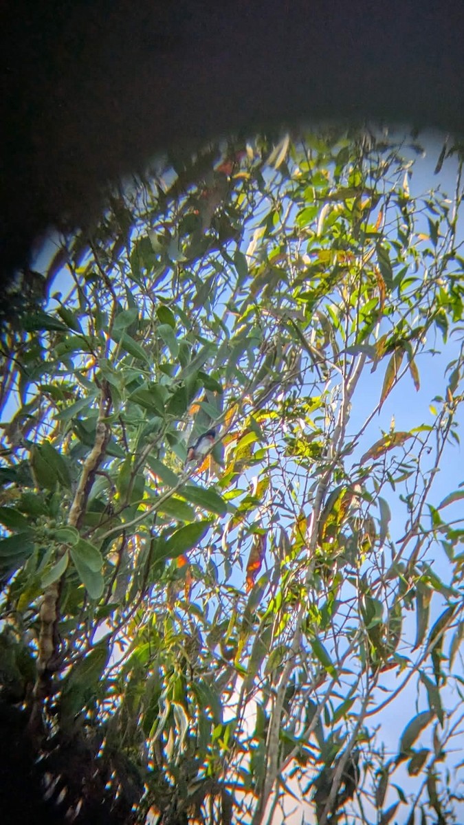 Mistletoebird - ML659652219