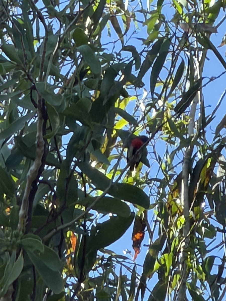 Mistletoebird - ML659652220