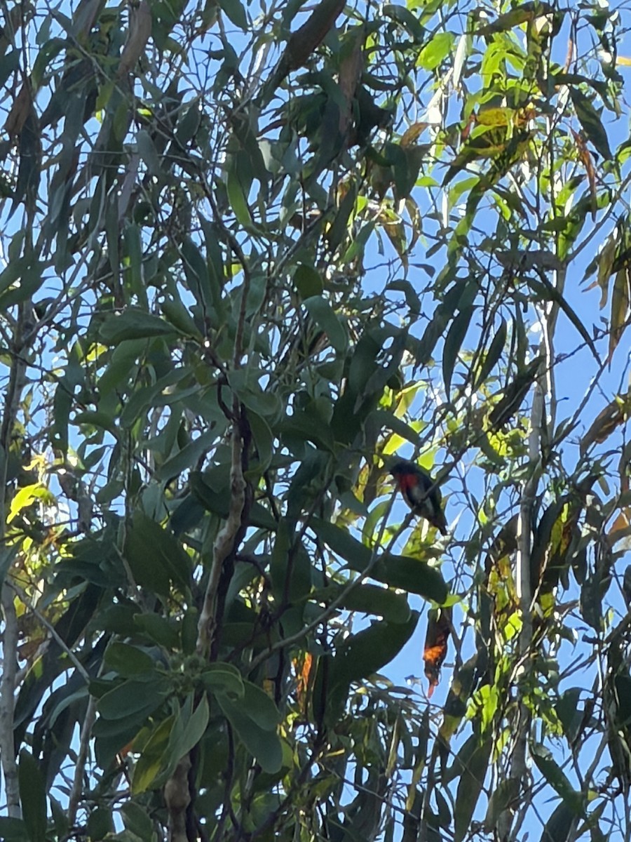 Mistletoebird - ML659652221