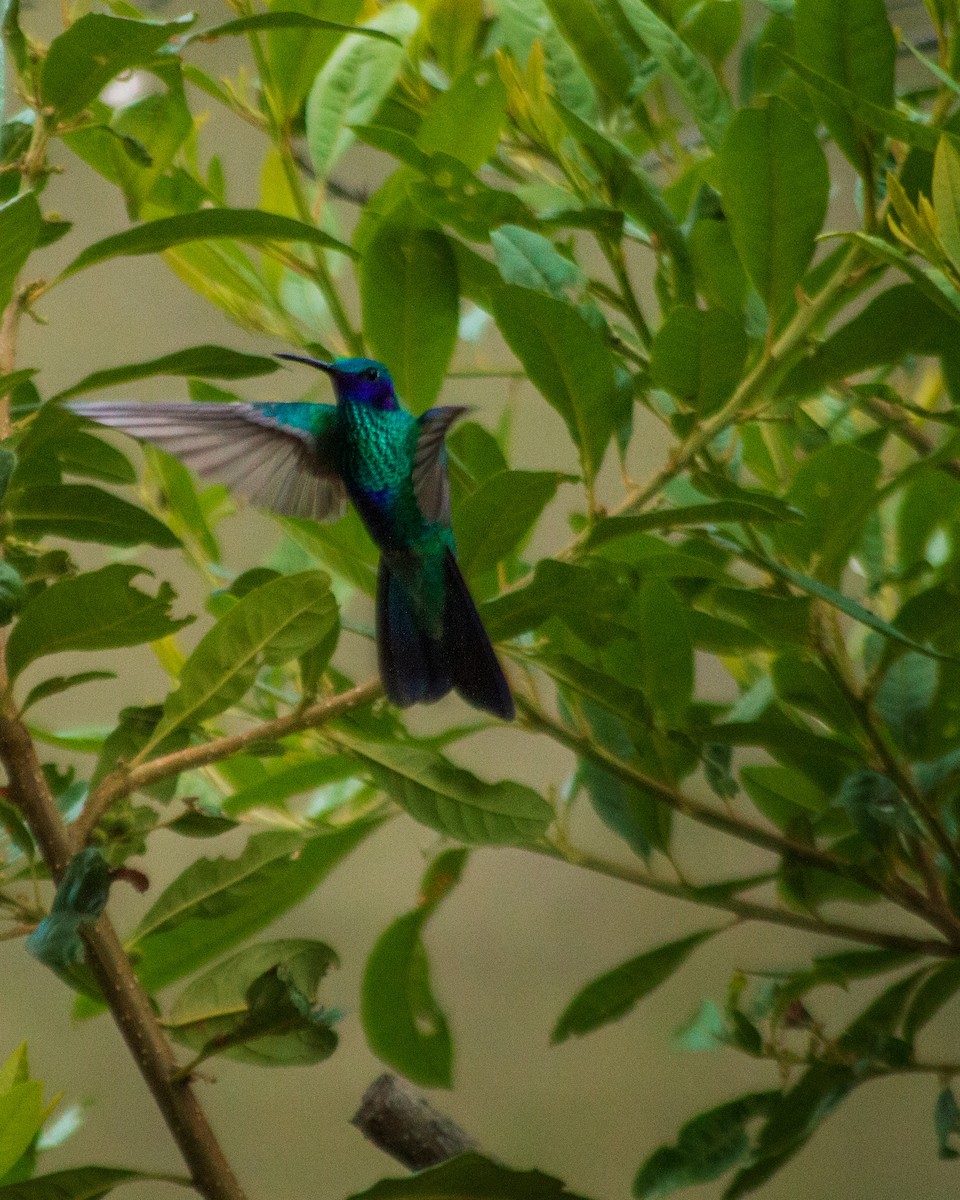 Sparkling Violetear - ML659653221