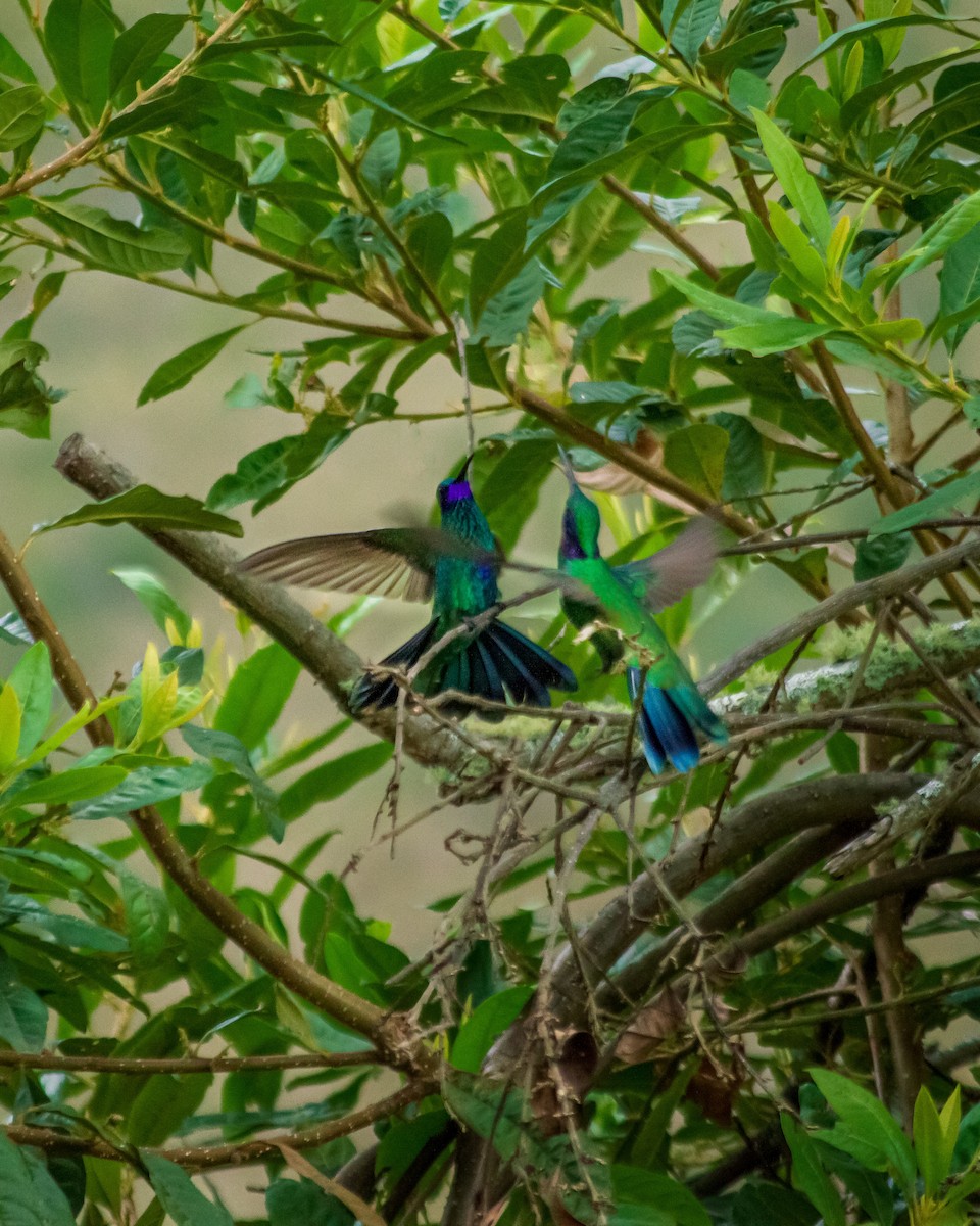 Sparkling Violetear - ML659653223