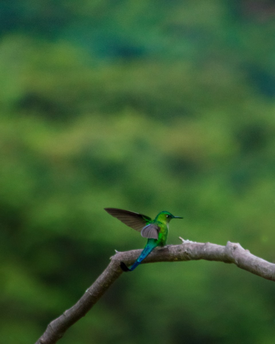 Long-tailed Sylph - ML659653259