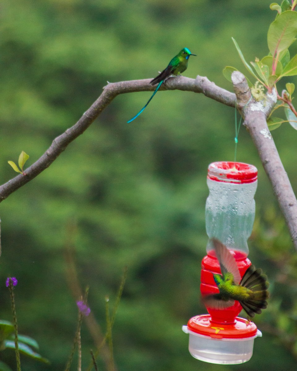 Long-tailed Sylph - ML659653262