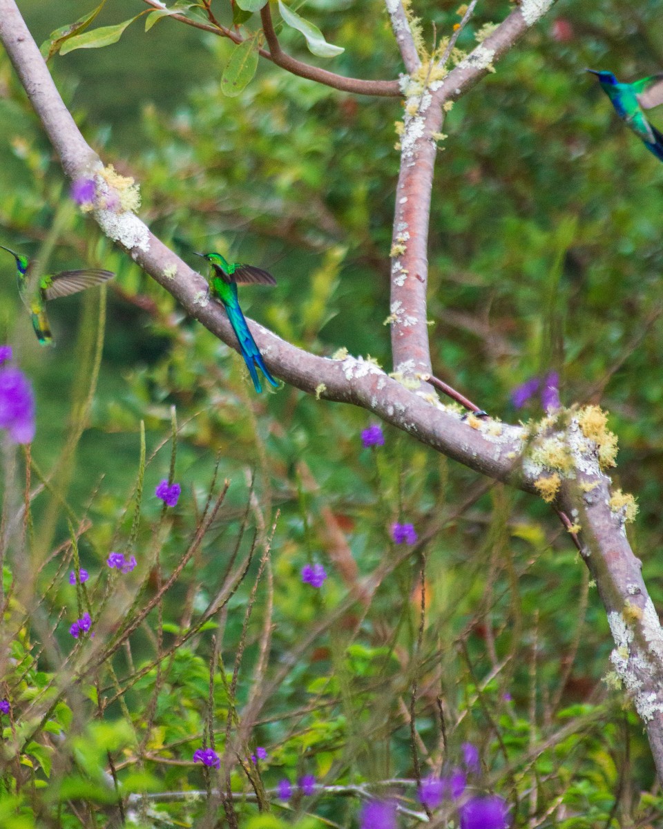 Long-tailed Sylph - ML659653264