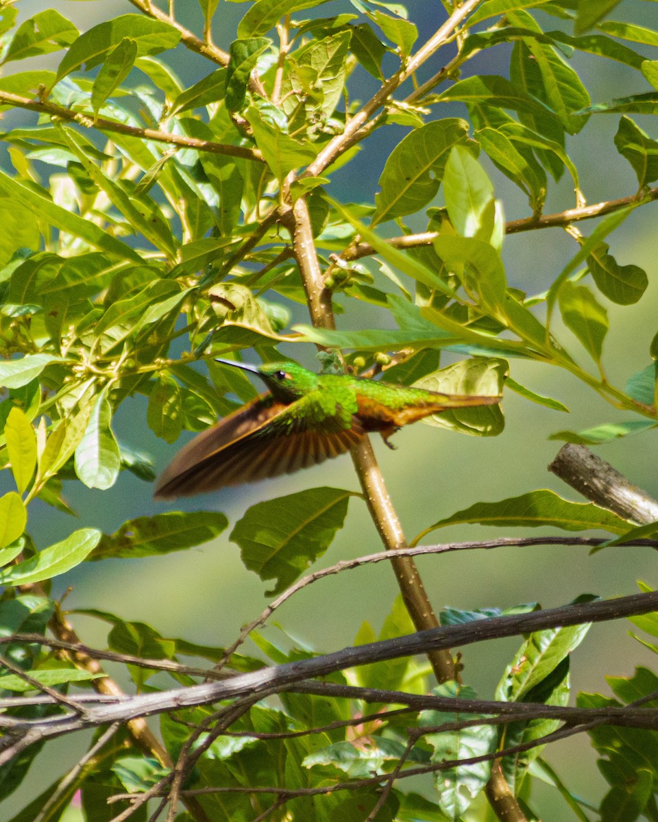 Chestnut-breasted Coronet - ML659653286