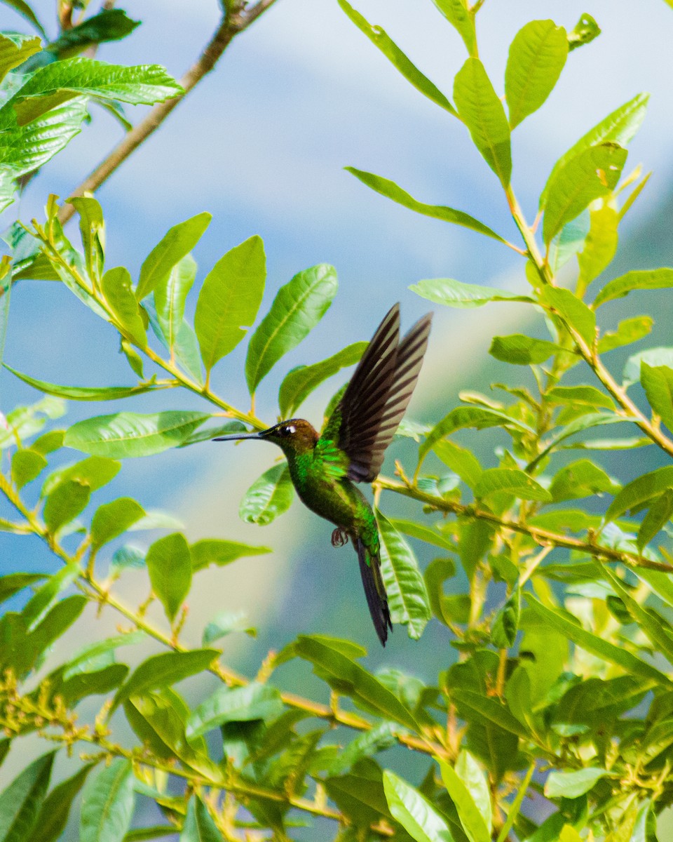 Chestnut-breasted Coronet - ML659653287