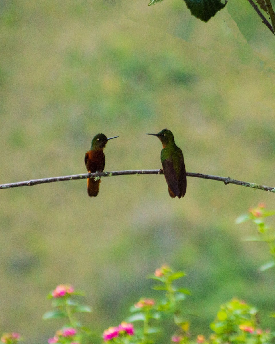 Chestnut-breasted Coronet - ML659653288