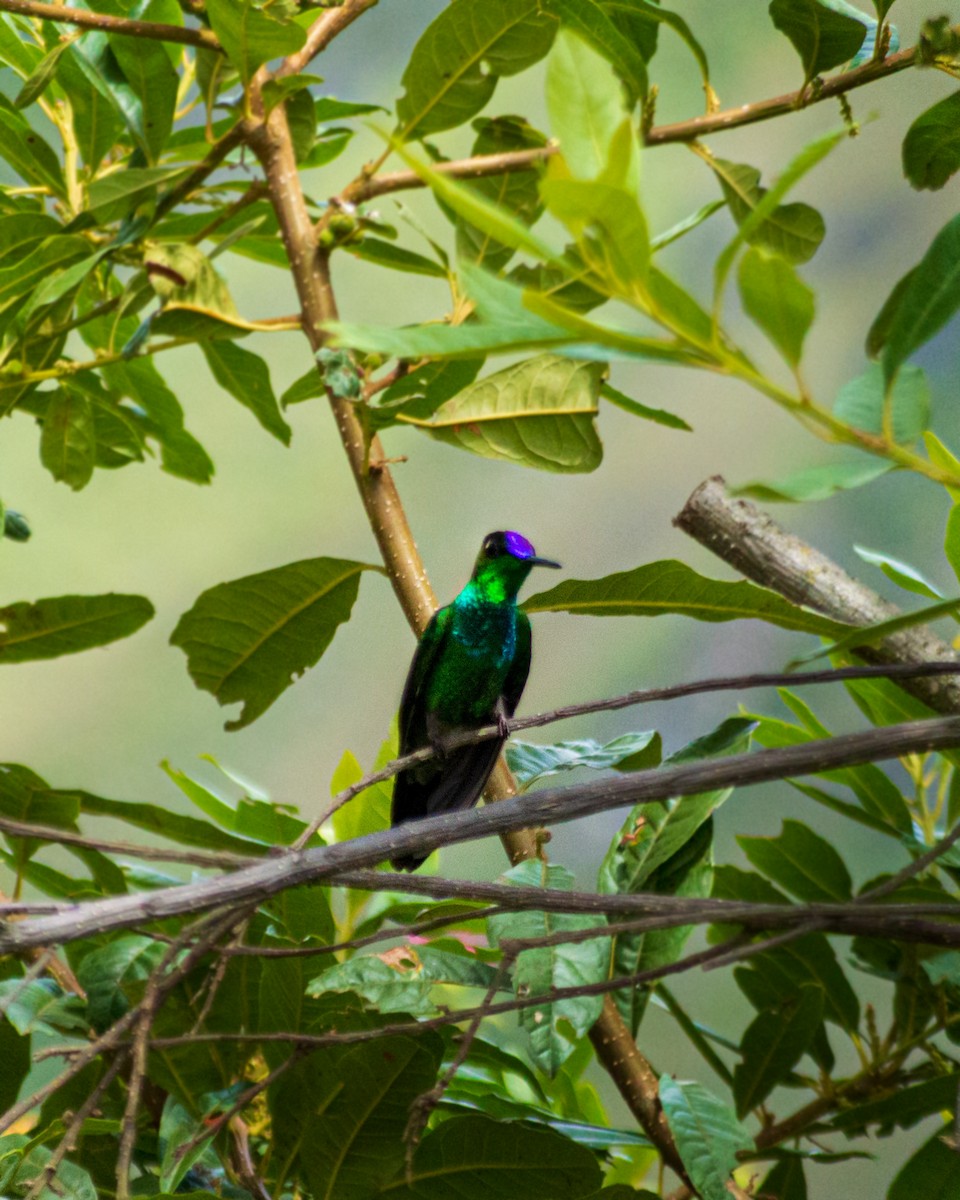 Violet-fronted Brilliant - ML659653294