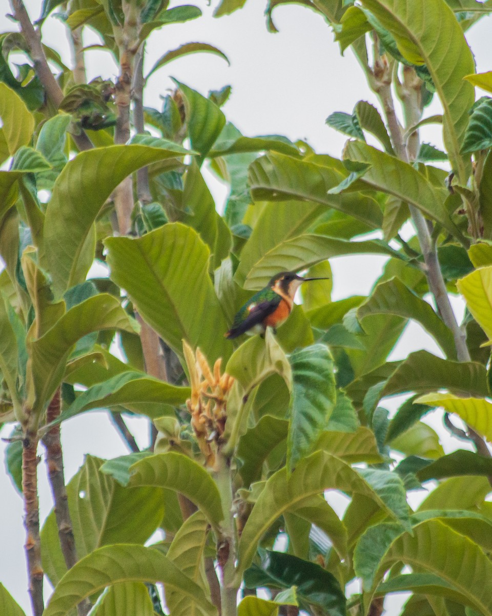 White-bellied Woodstar - ML659653303