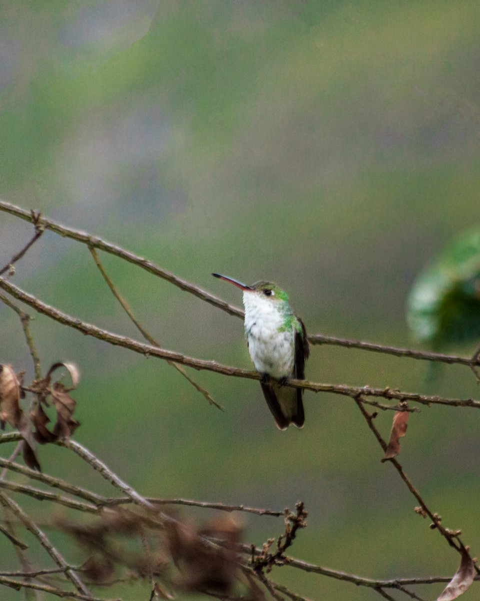 White-bellied Hummingbird - ML659653323