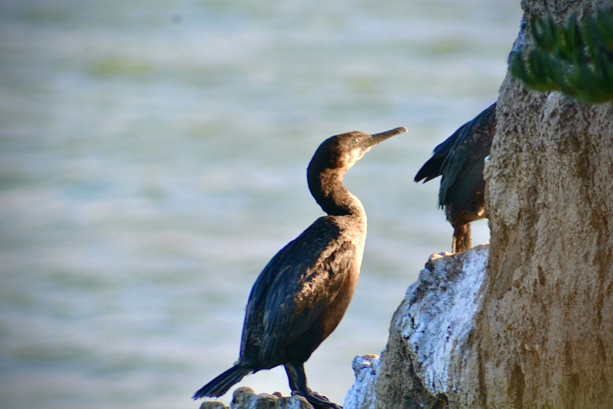 Brandt's Cormorant - ML659653719